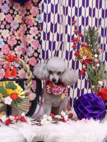 20250115サージュちゃん